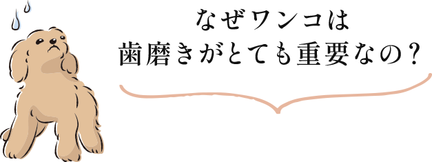 なぜワンコは歯磨きがとても重要なの？